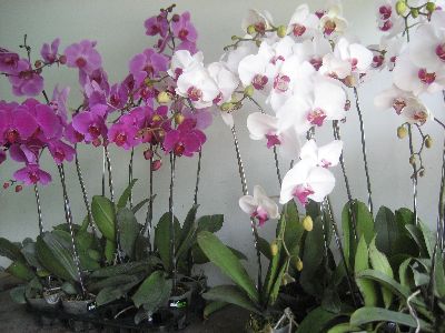 Potted Orchids-Asbindo